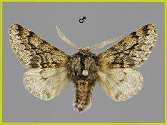 A. hispidaria