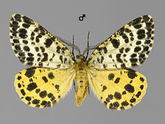 A. melanaria