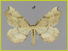 A. evonymaria