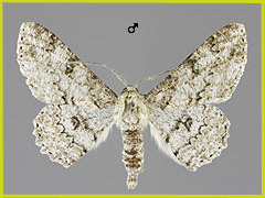 A. selenaria