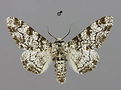 B. betularius
