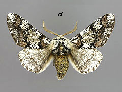 B. stratarius