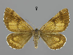 B. piniarius