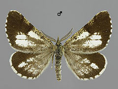 B. piniarius