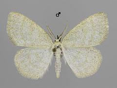 C. exanthemata