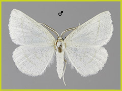 C. leptographa