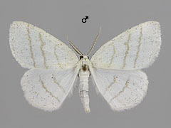 C. pusaria