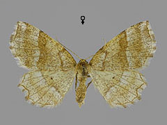 C. advenaria