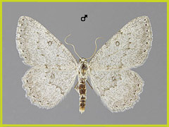 C. ambiguata