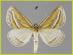 C. formosaria
