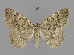 C. obscurata