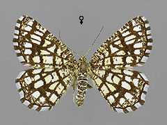C. clathrata