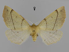 C. pennaria