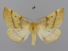 C. pennaria