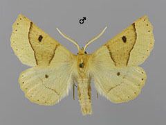 C. elinguaria