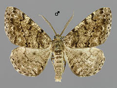 D. ribeata