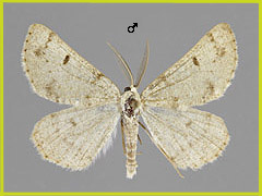 D. fagaria