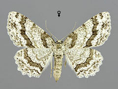 E. crepuscularia