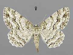 E. crepuscularia