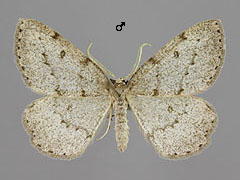 E. vittaria