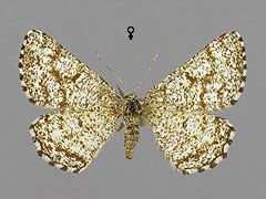 E. atomaria