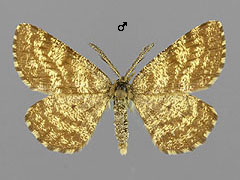 E. atomaria