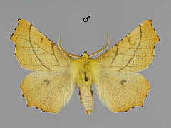 E. alniarius