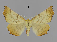 E. autumnarius