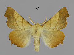 E. fuscantarius