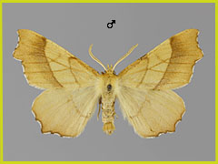 E. quercinaria