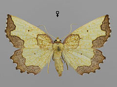 E. vespertaria