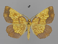 E. vespertaria