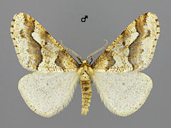 E. defoliaria