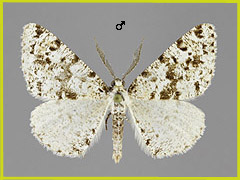 F. arenaria
