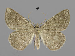G. obfuscatus