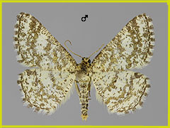 H. glarearia