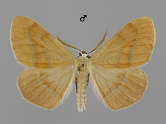 H. fasciaria