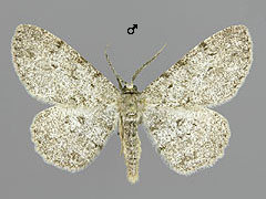 H. punctinalis