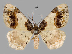 L. adustata