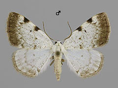 L. bimaculata
