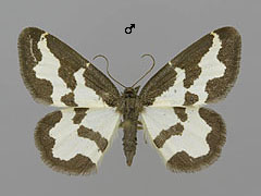 L. marginata