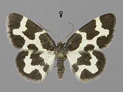 L. opis