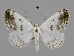 L. temerata
