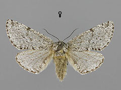 L. hirtaria
