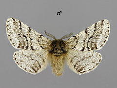 L. hirtaria