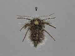 L. lapponaria
