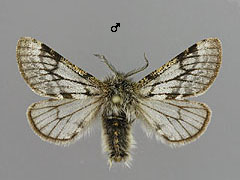 L. lapponaria