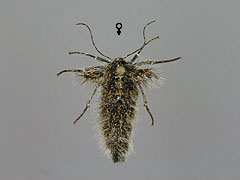 L. pomonaria