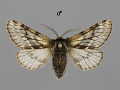 L. pomonaria