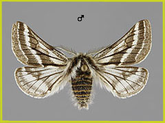 L. zonaria